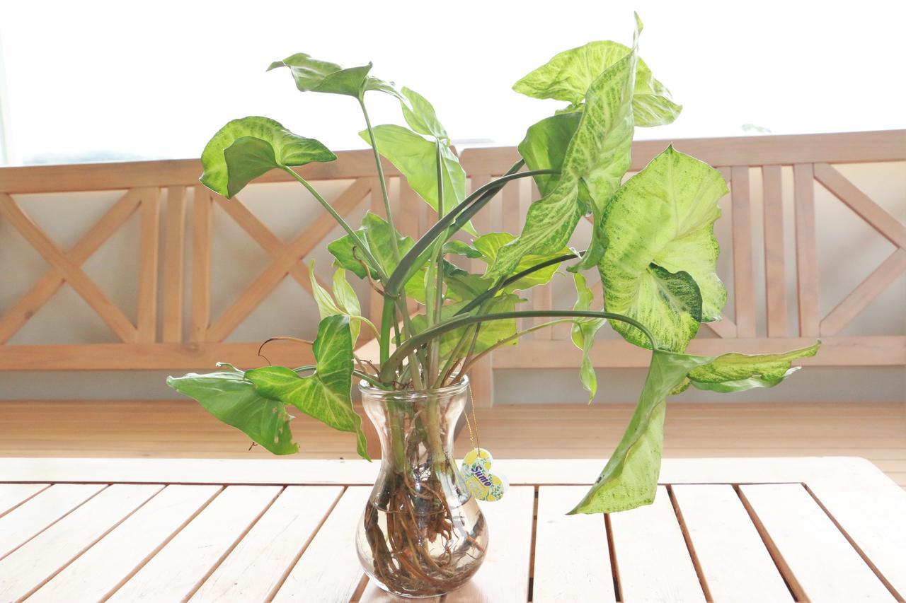 Dalat Eco Home Dış mekan fotoğraf